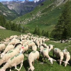 prairies du Champsaur