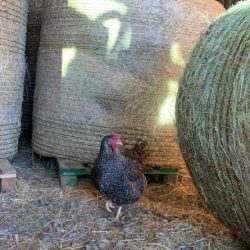 Coq de la ferme du grand champ