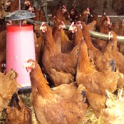 Elevage de poules